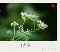 碸鬠鋁d莶Xㄢkvu熽韮順摜寻L鑪JJp#@?突%f纑的简单介绍